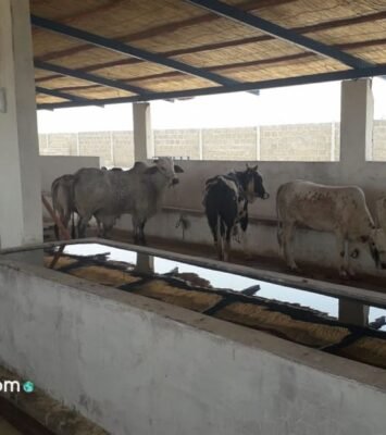 Cattle Farm, Dairy, Qurbani, Cow, Dairy shade, livestock, Bara, Space, Farm