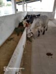Cattle Goat Dairy Fish Poultry Bara Farm House and Warehouse Business - Rentkea.com